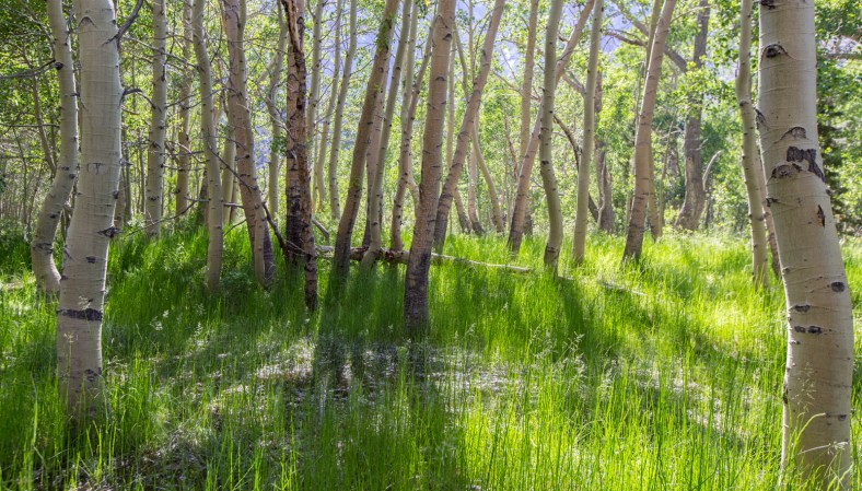 Grove of Aspen trees