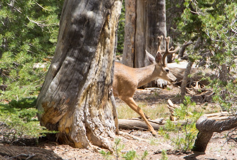 California Mule Deer (Odocoileus hemionus californicus)