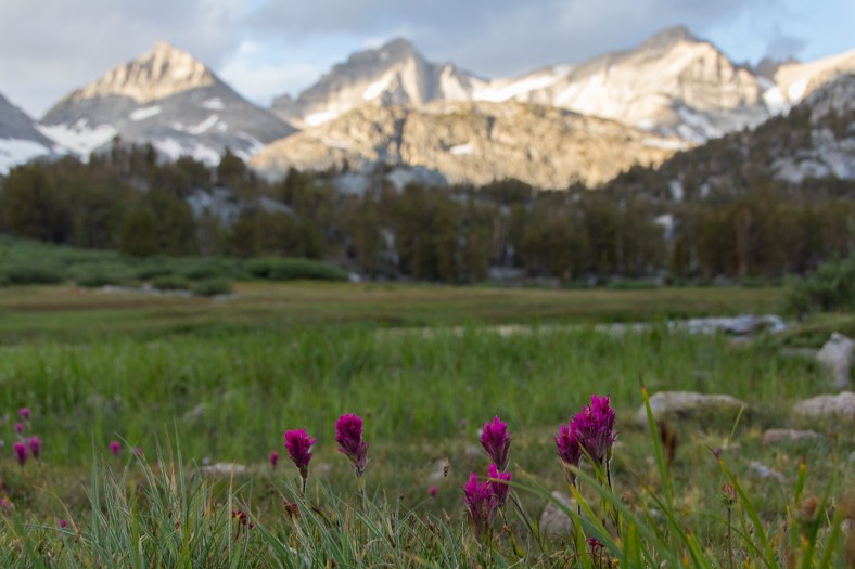 Subalpine paintbrush (Castilleja lemmonii)