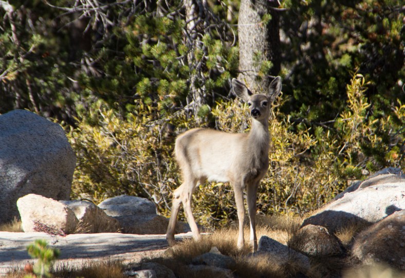 California mule deer (Odocoileus hemionus californicus)