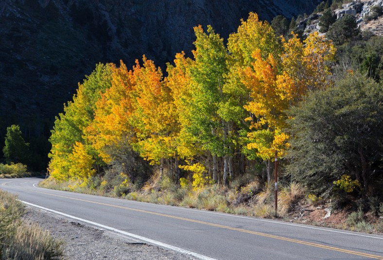 Aspens along June Lake Loop (Hwy 158)