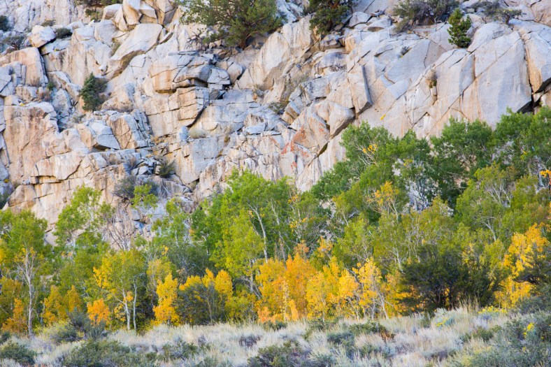 Aspens along June Lake Loop (Hwy 158)