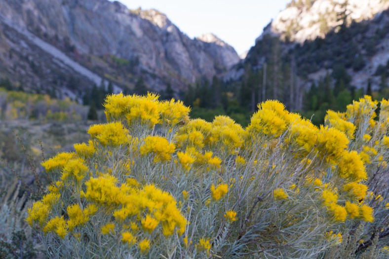 Rubber rabbitbrush (Ericameria nauseosa)