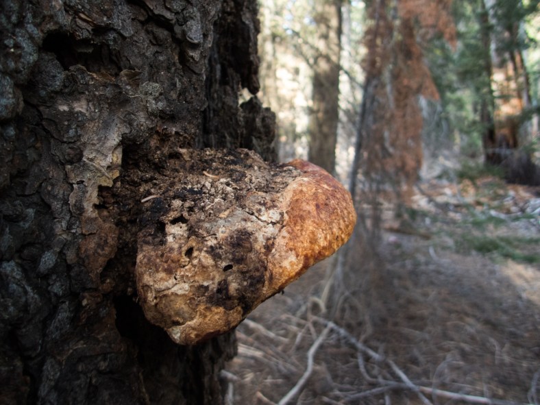 Red Belted Conk (Fomitopsis pinicola)
