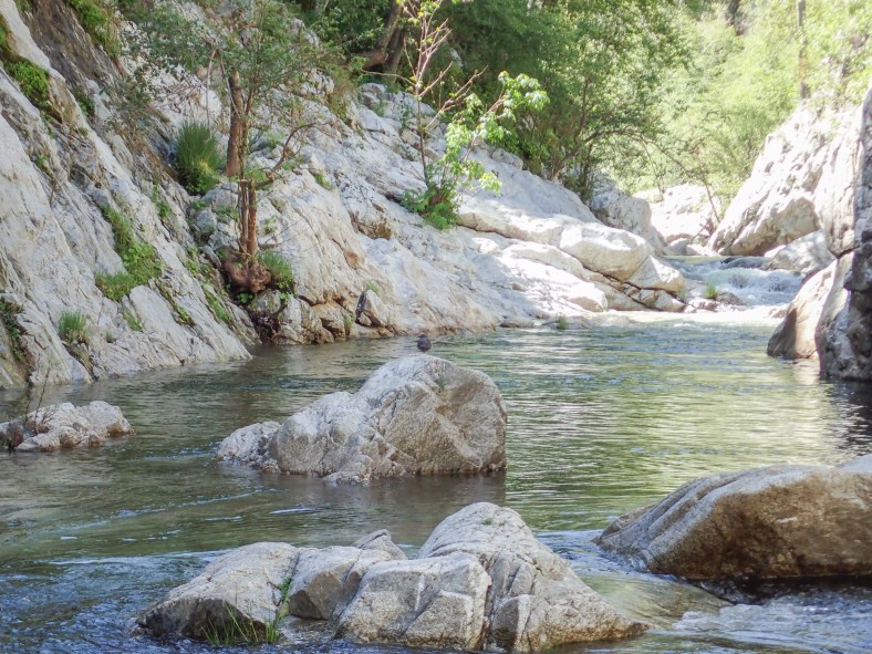 American dipper (Cinclus mexicanus)