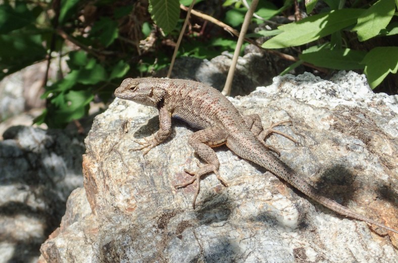 Some kind of miniature dragon