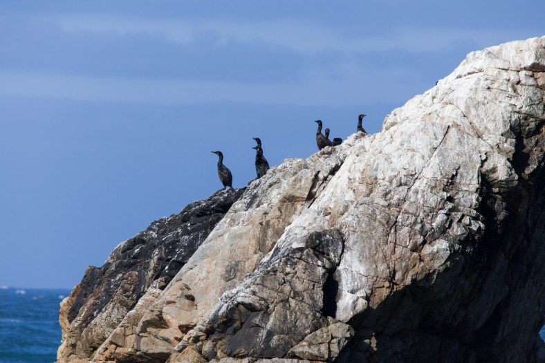 Brandt's Cormorant (Phalacrocorax penicillatus)
