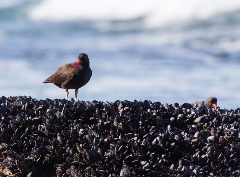 Black Oystercatcher (Haematopus bachmani)