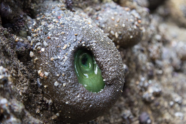 Giant Green Anemone (Anthopleura xanthogrammica)