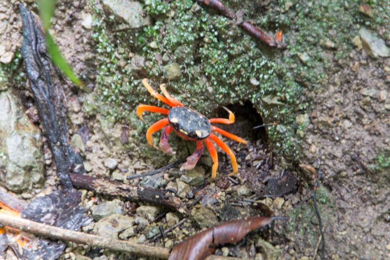 Land Crab, aka Halloween Crab