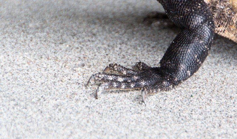 Spinytail Iguana (Ctenosaura)