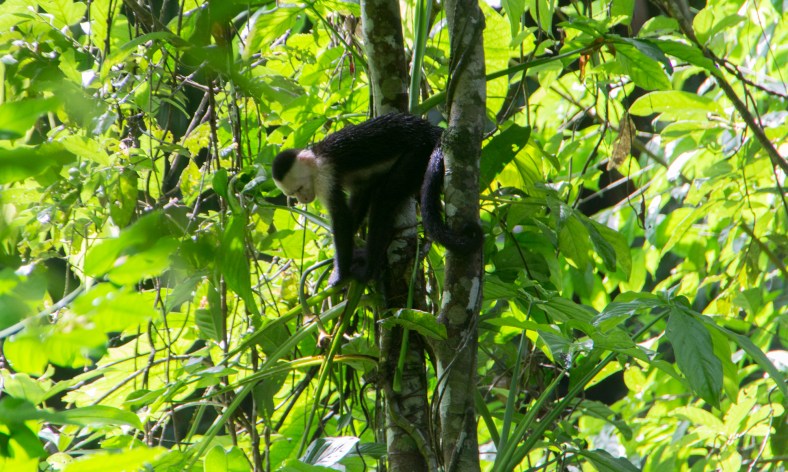 Capuchin Monkey (Cebinea)