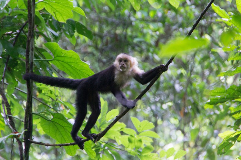 Capuchin Monkey (Cebinea)
