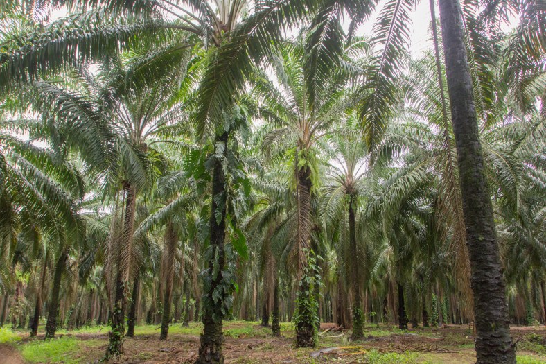 Palm tree farm