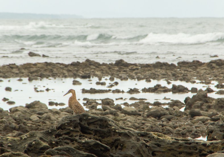 Fasciated Tiger Heron (Tigrisoma fasciatum)