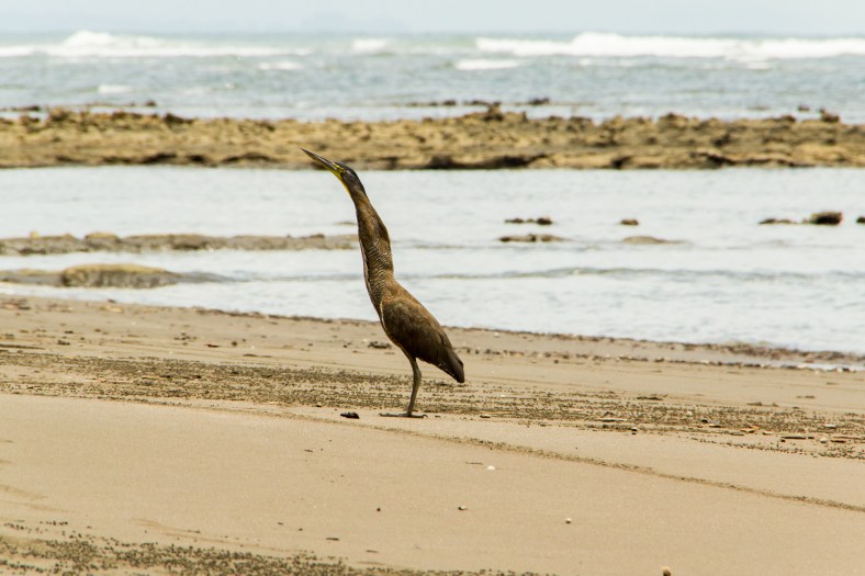 Fasciated Tiger Heron (Tigrisoma fasciatum)