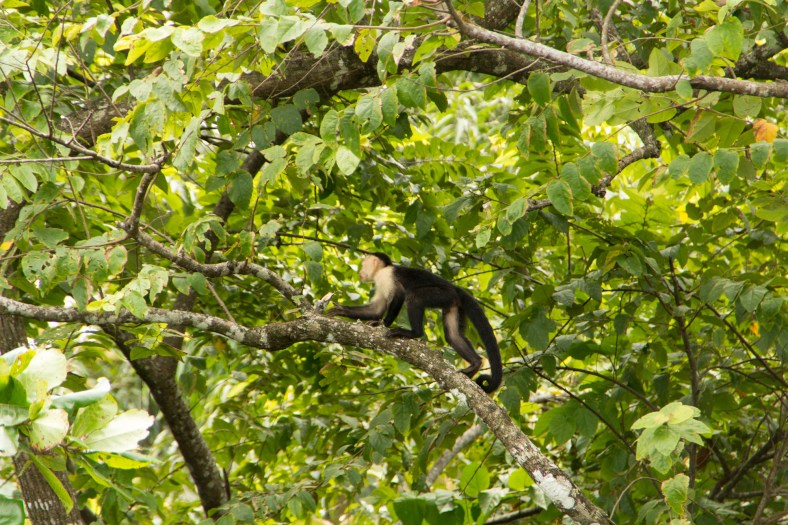 Capuchin Monkey (Cebinea)