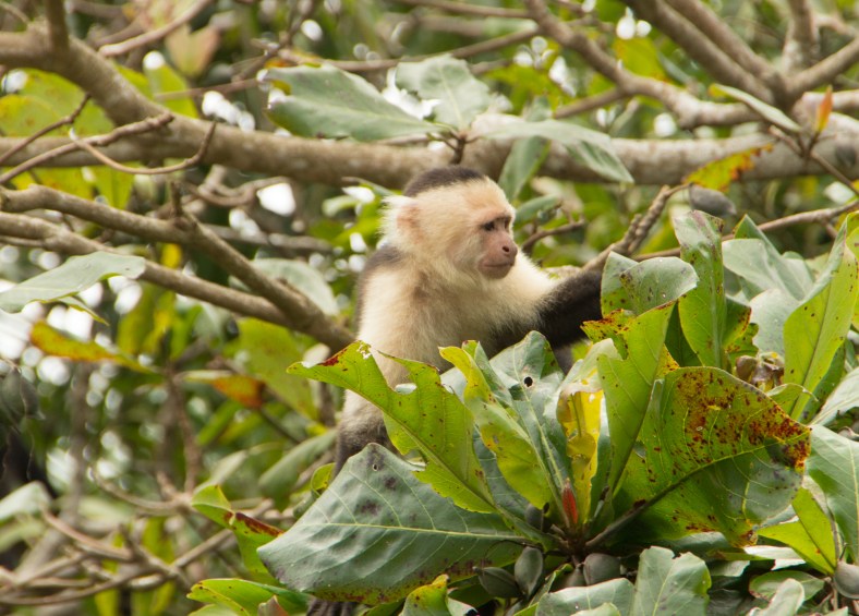 Capuchin Monkey (Cebinea)