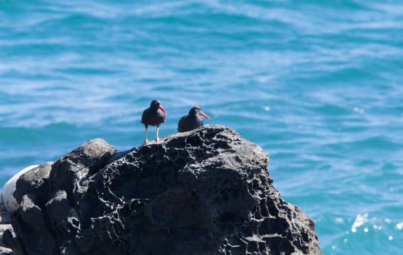 Black Oystercatcher (Haematopus bachmani)