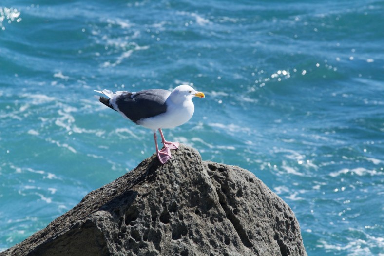 Western Gull (Larus occidentalis) - note yellow beak with red spot