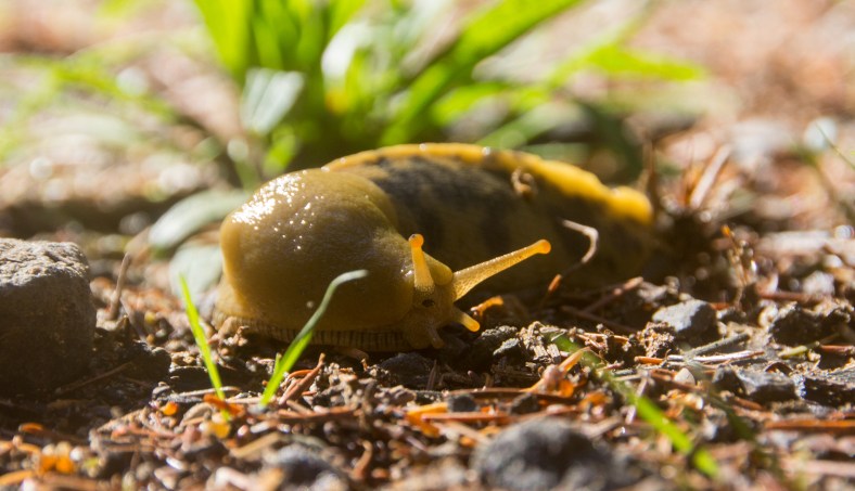 Banana Slug (Ariolimax buttoni)