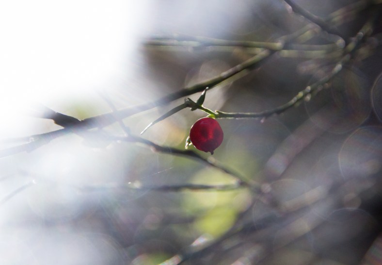 Red Huckleberry (Vaccinium parvifolium)
