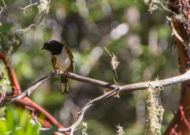 Spotted Towhee (Pipilo maculatus)