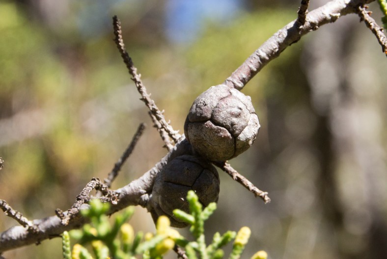 Conelets (flowers) on a Pygmy Cypress