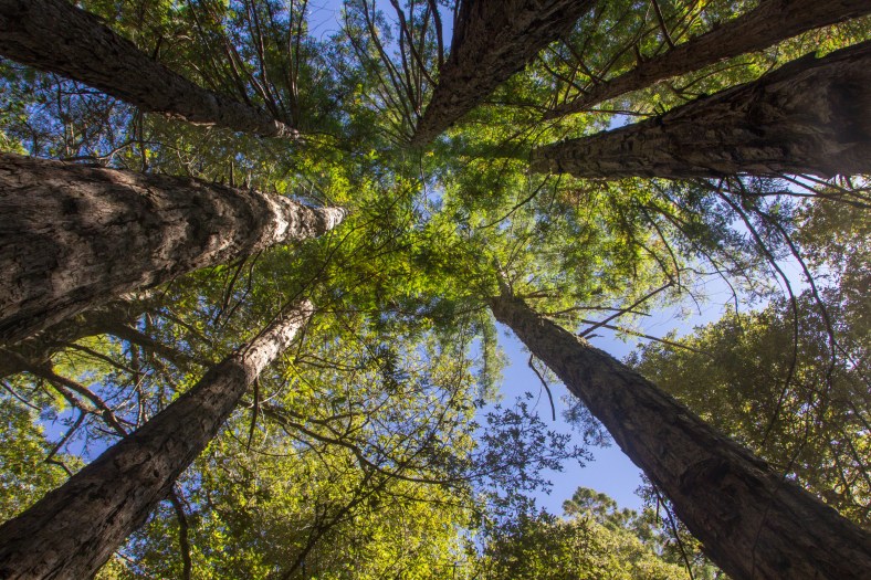 Coast Redwood fairy ring