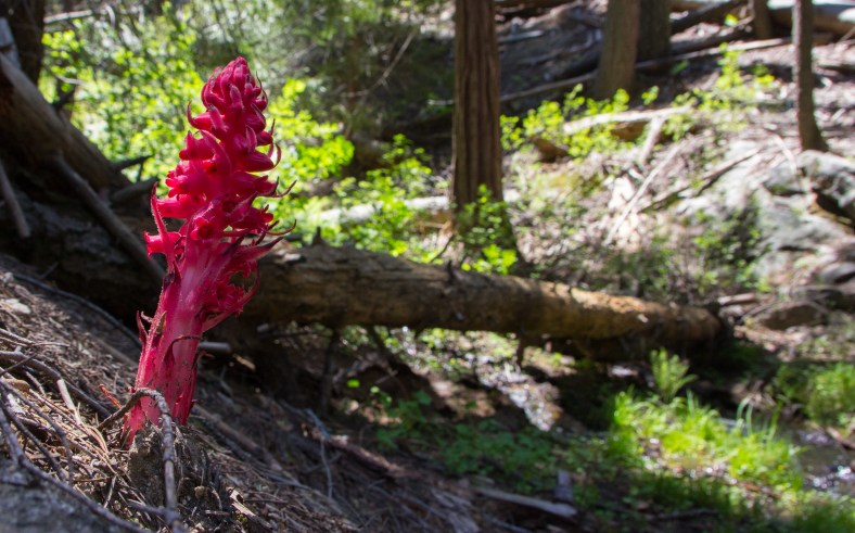 Snow plant (Sarcodes sanguinea)
