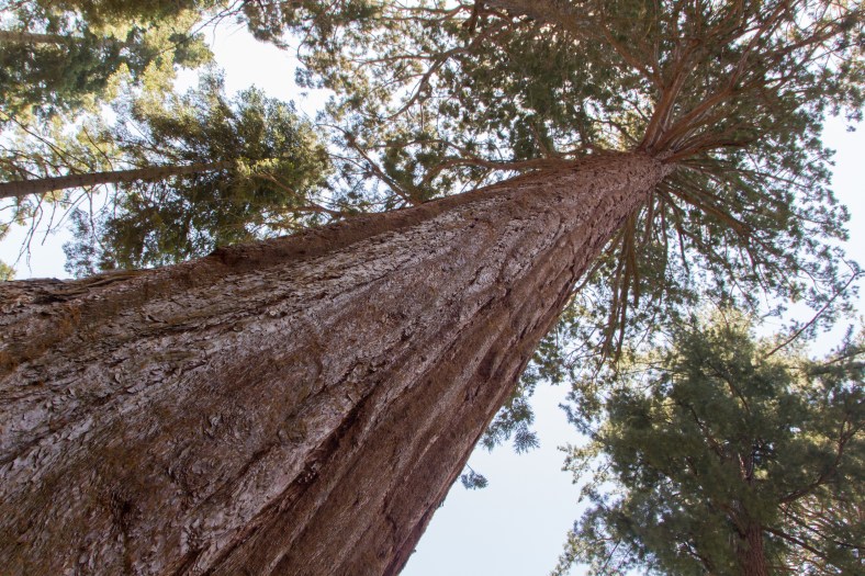 Giant sequoia (Sequoiadendron giganteum)