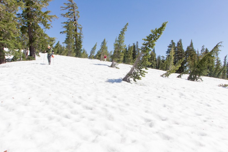 Pines beat down by the snow