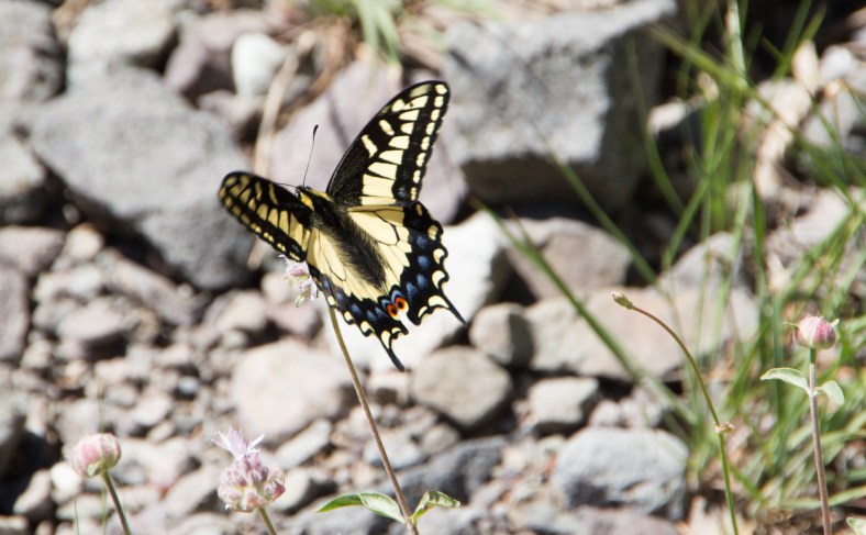 Western Tiger Swallowtail (Papilio rutulus rutulus)