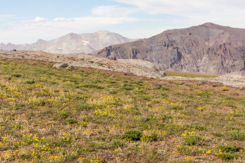 More wildflowers carpeting  the landscape