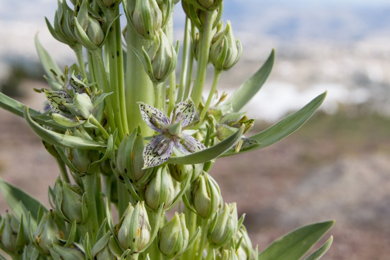 Mountain Plant (Swertia radiata)
