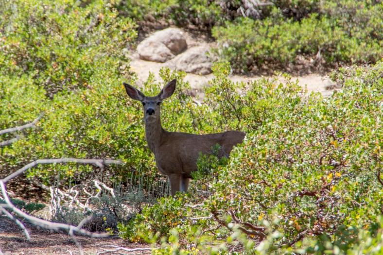California Mule Deer